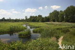 Friese Veen