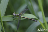 Snaketail (Ophiogomphus cecilia)