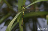 Gaffellibel (Ophiogomphus cecilia)