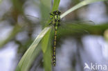 Snaketail (Ophiogomphus cecilia)