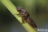 Gaffellibel (Ophiogomphus cecilia)