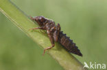 Gaffellibel (Ophiogomphus cecilia)