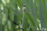 Snaketail (Ophiogomphus cecilia)