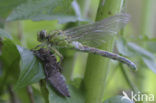 Gaffellibel (Ophiogomphus cecilia)