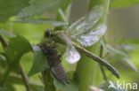 Gaffellibel (Ophiogomphus cecilia)