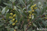 Gagel (Myrica)