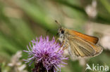 Small Skipper (Thymelicus sylvestris)
