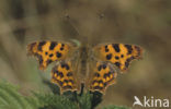 Gehakkelde aurelia (Polygonia c-album)