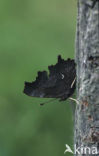 Gehakkelde aurelia (Polygonia c-album)