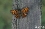 Gehakkelde aurelia (Polygonia c-album)