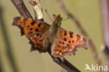 Gehakkelde aurelia (Polygonia c-album)