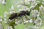 Gehoornde maskerbij (Hylaeus cornutus)