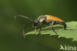 Longhorn beetle (Corymbia fulva)