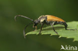 Gele boktor (Corymbia fulva)