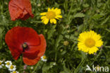 Gele ganzenbloem (Chrysanthemum segetum)