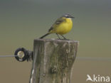 Gele Kwikstaart (Motacilla flava) 