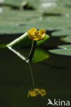 Gele plomp (Nuphar lutea)