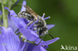 Geriemde zandbij (Andrena angustior)