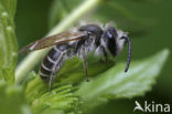 Geriemde zandbij (Andrena angustior)