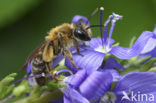 Geriemde zandbij (Andrena angustior)