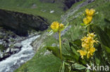 Spotted gentian (Gentiana punctata)