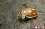 Streaked Ladybird (Myzia oblongoguttata)