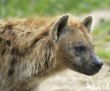 Gevlekte hyena (Crocuta crocuta)