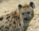 Gevlekte hyena (Crocuta crocuta)