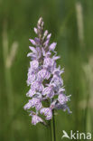 Gevlekte orchis (Dactylorhiza maculata) 