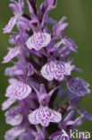 Gevlekte orchis (Dactylorhiza maculata) 