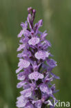 Gevlekte orchis (Dactylorhiza maculata) 