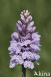 Gevlekte orchis (Dactylorhiza maculata) 