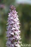 Gevlekte orchis (Dactylorhiza maculata) 