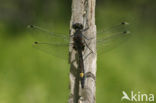 Gevlekte witsnuitlibel (Leucorrhinia pectoralis) 