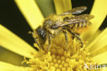 leaf-cutter bee (Megachile versicolor)