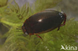 Ilybius fuliginosus