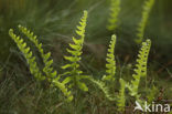 Gewone eikvaren (Polypodium vulgare)