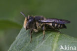 Gewone kegelbij (Coelioxys inermis) 