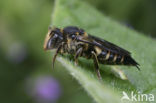 Gewone kegelbij (Coelioxys inermis) 