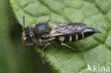 Gewone kegelbij (Coelioxys inermis) 