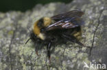 Field cuckoo bee (Bombus campestris)