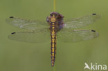 Black-tailed Skimmer (Orthetrum cancellatum)