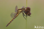 Black-tailed Skimmer (Orthetrum cancellatum)