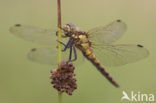 Black-tailed Skimmer (Orthetrum cancellatum)