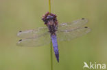 Black-tailed Skimmer (Orthetrum cancellatum)