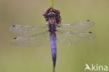 Black-tailed Skimmer (Orthetrum cancellatum)