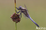 Black-tailed Skimmer (Orthetrum cancellatum)