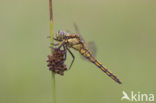 Black-tailed Skimmer (Orthetrum cancellatum)