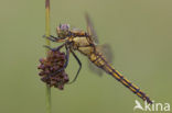 Black-tailed Skimmer (Orthetrum cancellatum)