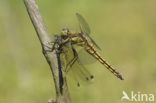 Black-tailed Skimmer (Orthetrum cancellatum)